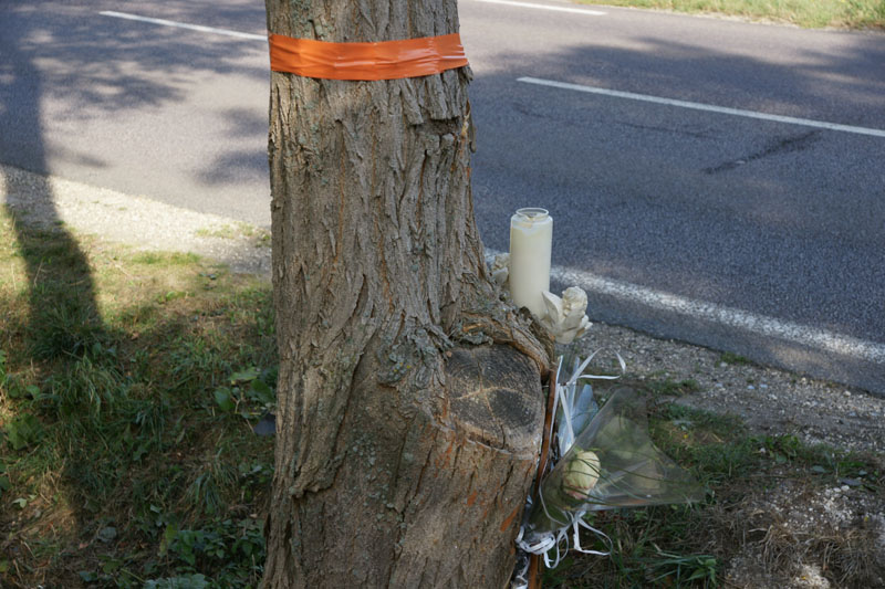 arbre dans un fossé