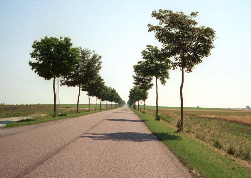 plantation dangereuse d'arbres